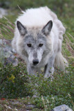 Living on Tundra Time - International Wolf magazine article