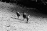 Barasingha deer group
