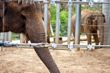 Asian elephants