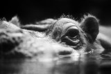 hippopotamus on the surface