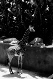 Masai giraffe baby