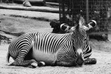grevy zebra