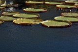 lilypads