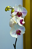 white orchids