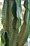 zen cactus