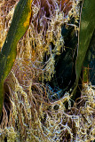 plant lace
