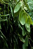 rain forest
