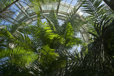 looking up in the main greenhouse