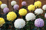 Japanese Chrysanthemums