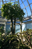 greenhouse tree