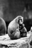 snow monkey and baby