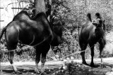 bactrian camels