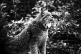 Canada lynx portrait