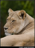 anml078.jpg