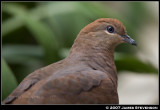 anml082.jpg