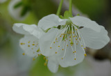 Softly