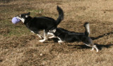 Bear & Rio 122508 082.JPG