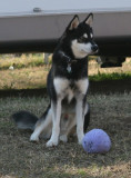 Bear 122508 122.JPG