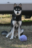 Bear 122508 124.JPG