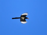 DSC_6108c.jpg