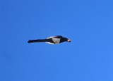 DSC_6109c.jpg