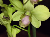 Dendrobium-2.JPG