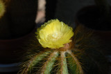 cactus1-6-7-07.JPG