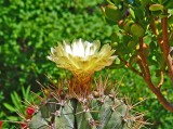 cactus-11-7-07.jpg