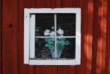 engarn boat club window flower