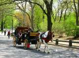 In wheelchair at Central Park