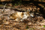 wolfred3850_Red Wolf