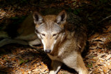 wolfred3887_Red Wolf