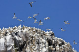 gannet colony 2.jpg