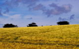 corn field 4.jpg