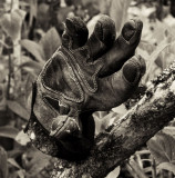 glove on tree 2.jpg