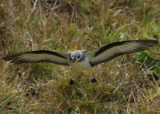 Black-winged Petrel