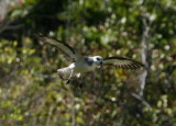 Black-winged Petrel