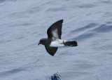 White-bellied Storm-petrel