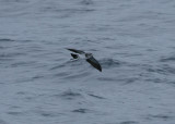 White-faced Storm-petrel