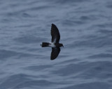 New Caledonian Storm-Petrel