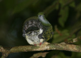 Superb Fruit-dove