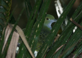 Superb Fruit-dove