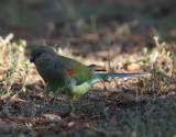 Mulga Parrot