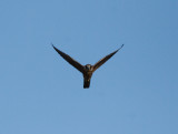 Australian Hobby
