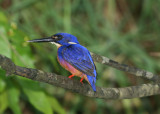 kingfishers_and_kookaburra