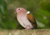 Emerald Dove