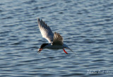 IMG_9334.JPG