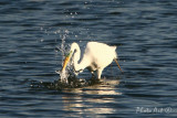 IMG_9594.JPG