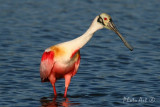 Roseate Spoonbill