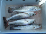 DSCF0199.JPG